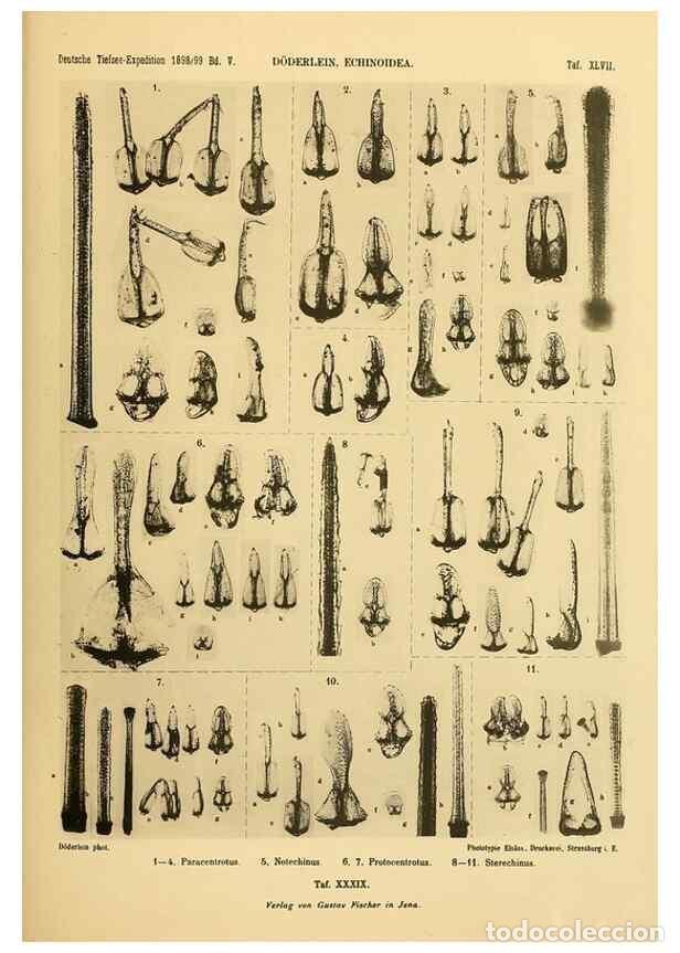 Collezionismo di Riviste e Giornali: Reproducci&oacute;n/Reproduction 49484886676: Wissenschaftliche Ergebnisse der Deutschen Tiefsee-Expedition