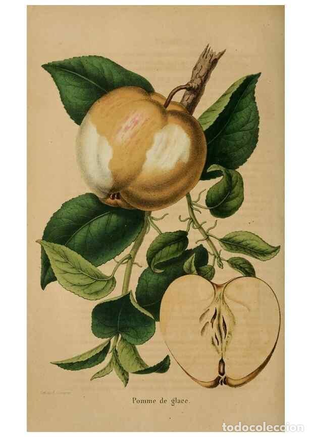 Collezionismo di Riviste e Giornali: Reproducci&oacute;n/Reproduction 49264290336: Belgique horticole.. Li&eacute;ge.. - Morren, Charles,