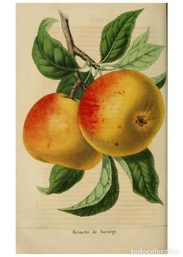 Collezionismo di Riviste e Giornali: Reproducci&oacute;n/Reproduction 49263819138: Belgique horticole.. Li&eacute;ge.. - Morren, Charles,