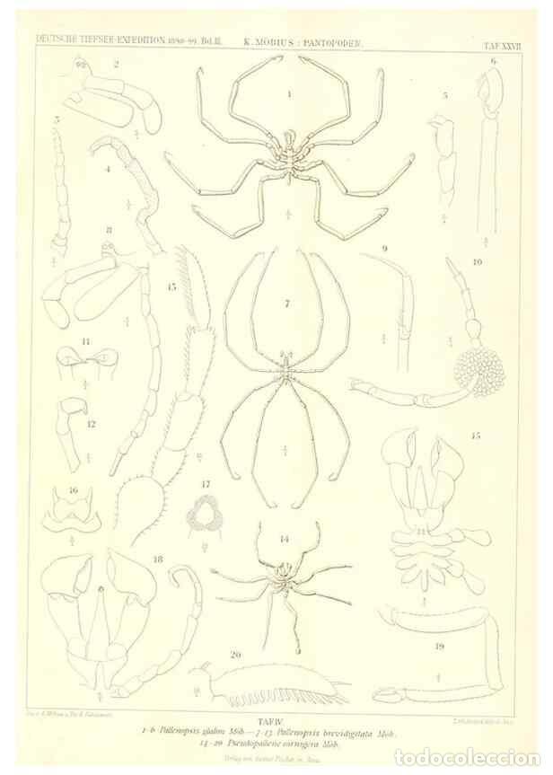 Collezionismo di Riviste e Giornali: Reproducci&oacute;n/Reproduction 49484143008: Wissenschaftliche Ergebnisse der Deutschen Tiefsee-Expedition