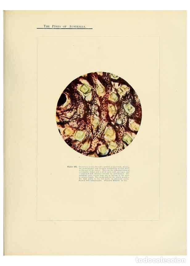 Collezionismo di Riviste e Giornali: Reproducci&oacute;n/Reproduction 49264204907: A research on the pines of Australia,. Sydney,W. A. Gullick,