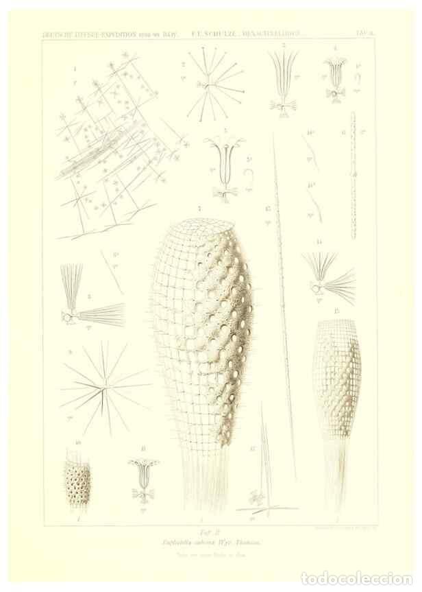 Collezionismo di Riviste e Giornali: Reproducci&oacute;n/Reproduction 49484244453: Wissenschaftliche Ergebnisse der Deutschen Tiefsee-Expedition