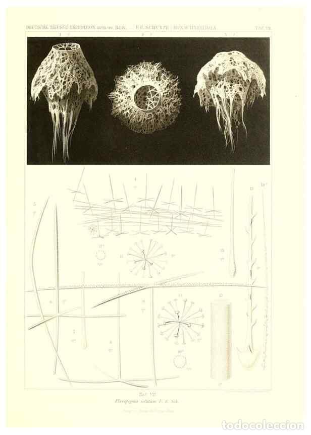 Collezionismo di Riviste e Giornali: Reproducci&oacute;n/Reproduction 49484737171: Wissenschaftliche Ergebnisse der Deutschen Tiefsee-Expedition