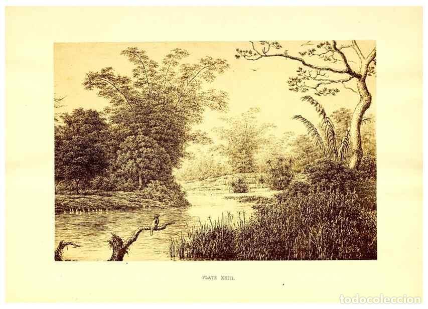 Collezionismo di Riviste e Giornali: Reproducci&oacute;n/Reproduction 49468558886: Twenty-four views of the vegetation of the coasts and islands