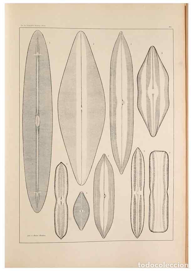 Collectionnisme de Revues et Journaux: Reproducci&oacute;n/Reproduction 49351970723: Atlas der Diatomaceen-Kunde /. Leipzig :O.R. Reisland,[1874-1