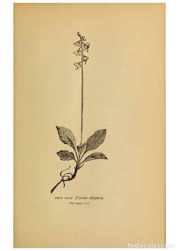 Collectionnisme de Revues et Journaux: Reproducci&oacute;n/Reproduction 49303700158: Harper's guide to wild flowers,. New York,Harper,1912.. - Cre