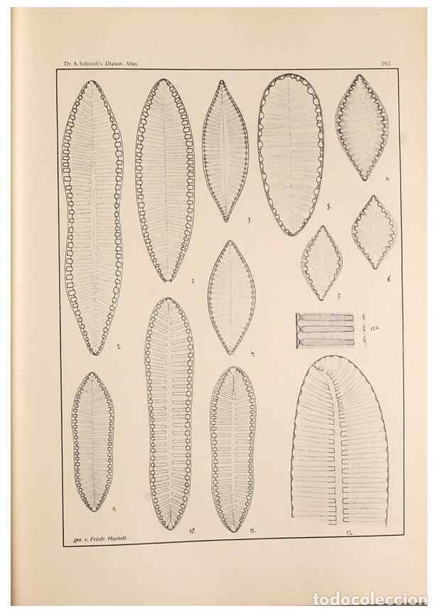 Collectionnisme de Revues et Journaux: Reproducci&oacute;n/Reproduction 49352639262: Atlas der Diatomaceen-Kunde /. Leipzig :O.R. Reisland,[1874-1