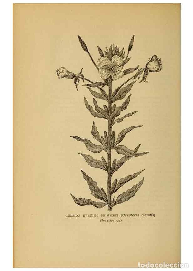 Collectionnisme de Revues et Journaux: Reproducci&oacute;n/Reproduction 49304196051: Harper's guide to wild flowers,. New York,Harper,1912.. - Cre