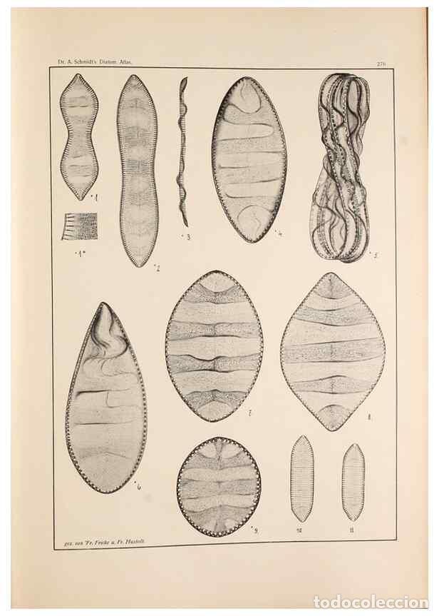 Collectionnisme de Revues et Journaux: Reproducci&oacute;n/Reproduction 49352636447: Atlas der Diatomaceen-Kunde /. Leipzig :O.R. Reisland,[1874-1