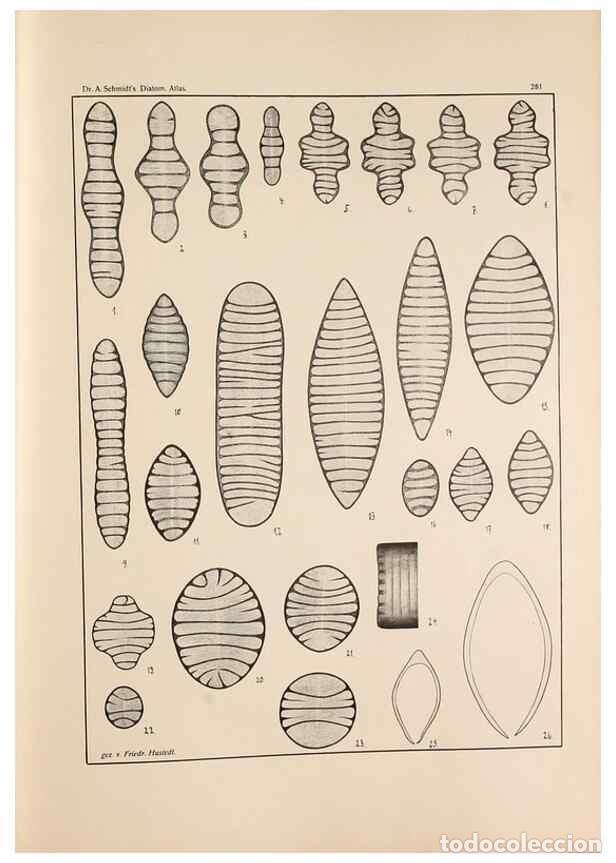 Collectionnisme de Revues et Journaux: Reproducci&oacute;n/Reproduction 49352638592: Atlas der Diatomaceen-Kunde /. Leipzig :O.R. Reisland,[1874-1