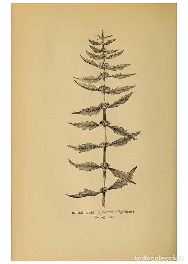 Collectionnisme de Revues et Journaux: Reproducci&oacute;n/Reproduction 49304400437: Harper's guide to wild flowers,. New York,Harper,1912.. - Cre