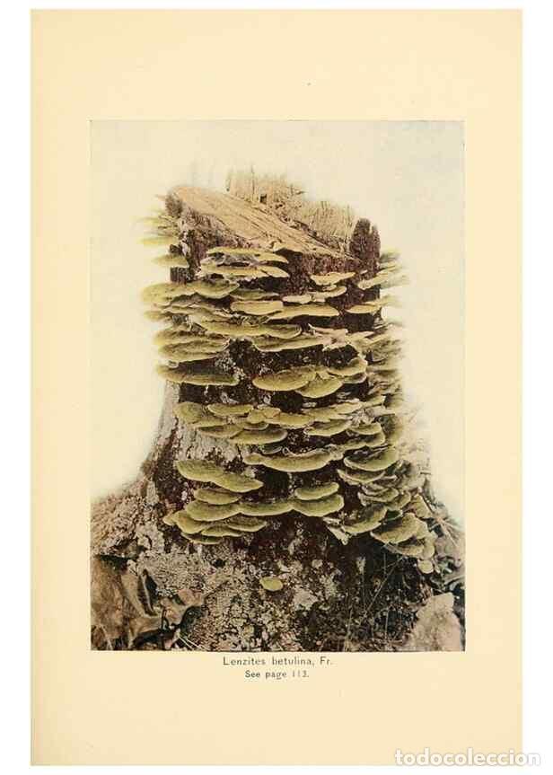 Collectionnisme de Revues et Journaux: Reproducci&oacute;n/Reproduction 49345982587: The mushroom book.. New York,Doubleday, Page,1901.. - Marshal
