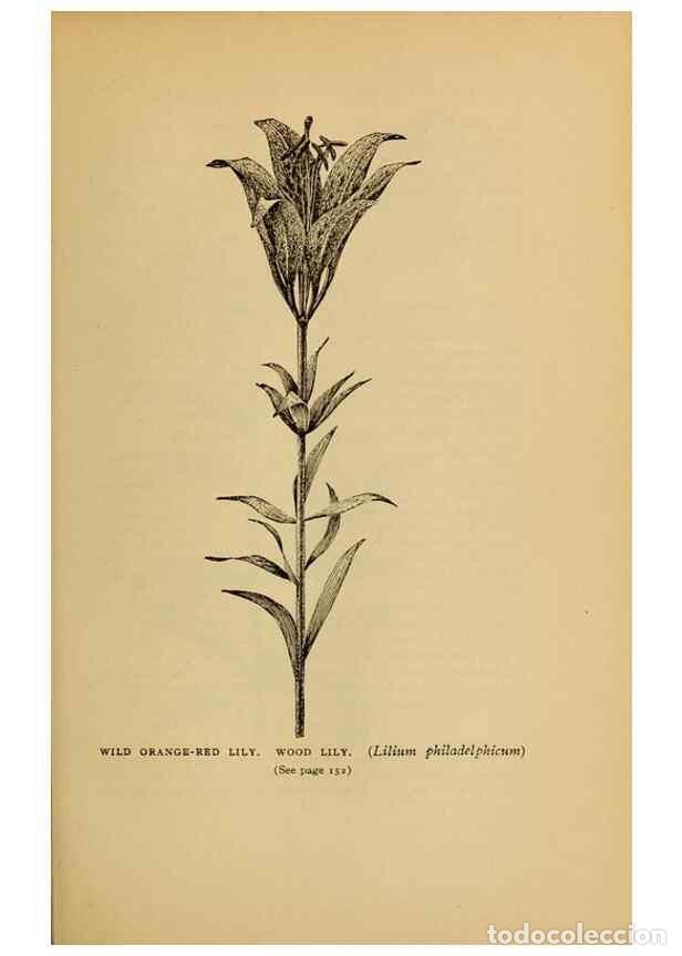 Collectionnisme de Revues et Journaux: Reproducci&oacute;n/Reproduction 49304402722: Harper's guide to wild flowers,. New York,Harper,1912.. - Cre