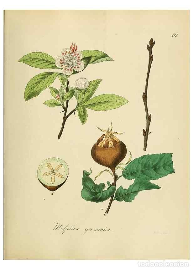 Collectionnisme de Revues et Journaux: Reproducci&oacute;n/Reproduction 49298211358: Vollst&auml;ndige Naturgeschichte der forstlichen Culturpflanzen D