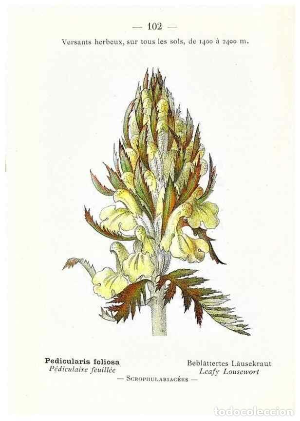 Collectionnisme de Revues et Journaux: Reproducci&oacute;n/Reproduction 49345547716: Nouvelle flore colori&eacute;e de poche des Alpes et des Pyr&eacute;n&eacute;es..