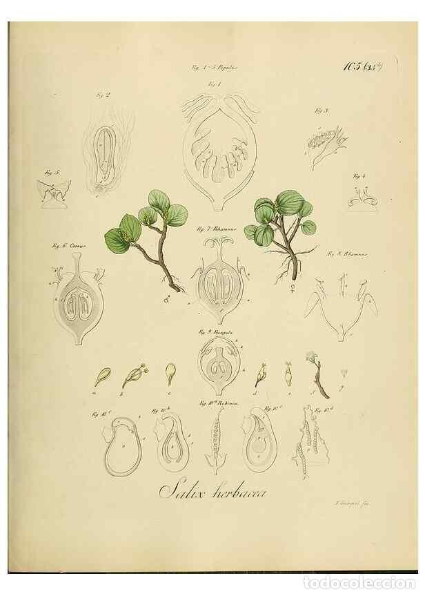 Sammeln von Zeitschriften und Zeitungen: Reproducci&oacute;n/Reproduction 49298216428: Vollst&auml;ndige Naturgeschichte der forstlichen Culturpflanzen D