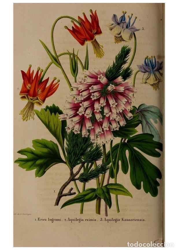 Sammeln von Zeitschriften und Zeitungen: Reproducci&oacute;n/Reproduction 49264952707: Belgique horticole.. Li&eacute;ge.. - Morren, Charles,