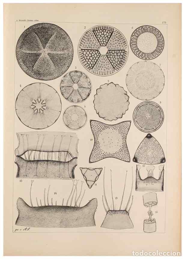 Sammeln von Zeitschriften und Zeitungen: Reproducci&oacute;n/Reproduction 49389398812: Atlas der Diatomaceen-Kunde /. Leipzig :O.R. Reisland,[1874-1