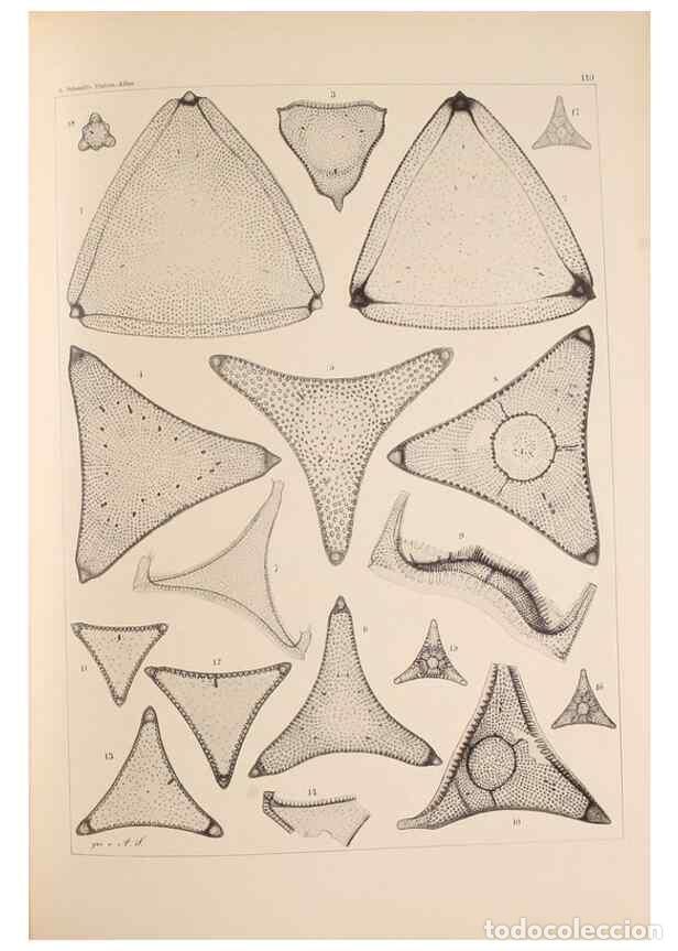 Sammeln von Zeitschriften und Zeitungen: Reproducci&oacute;n/Reproduction 49389532002: Atlas der Diatomaceen-Kunde /. Leipzig :O.R. Reisland,[1874-1