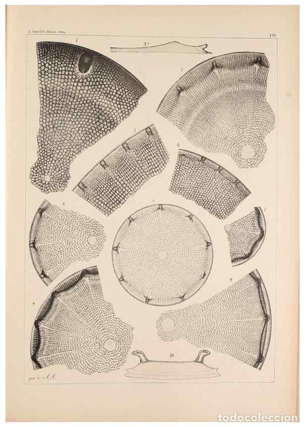 Colecionismo de Revistas e Jornais: Reproducci&oacute;n/Reproduction 49389397787: Atlas der Diatomaceen-Kunde /. Leipzig :O.R. Reisland,[1874-1