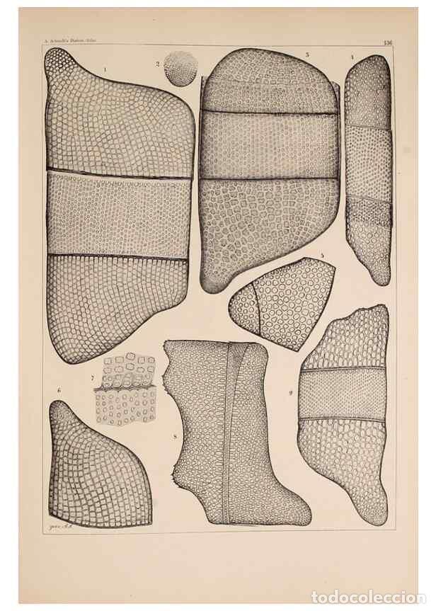 Colecionismo de Revistas e Jornais: Reproducci&oacute;n/Reproduction 49388869083: Atlas der Diatomaceen-Kunde /. Leipzig :O.R. Reisland,[1874-1