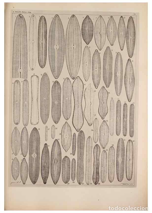 Colecionismo de Revistas e Jornais: Reproducci&oacute;n/Reproduction 49389658656: Atlas der Diatomaceen-Kunde /. Leipzig :O.R. Reisland,[1874-1