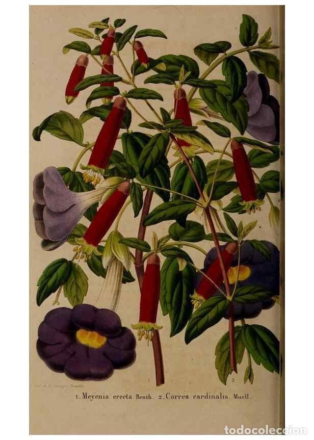 Colecionismo de Revistas e Jornais: Reproducci&oacute;n/Reproduction 49264945247: Belgique horticole.. Li&eacute;ge.. - Morren, Charles,