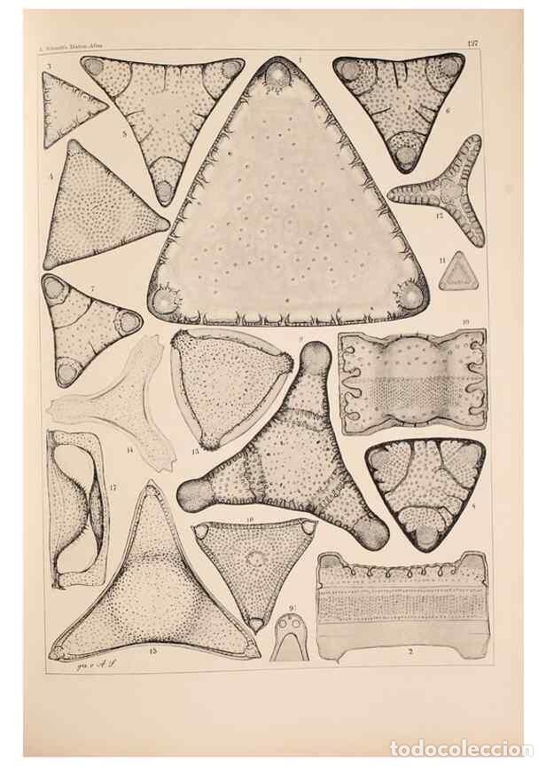 Colecionismo de Revistas e Jornais: Reproducci&oacute;n/Reproduction 49389537247: Atlas der Diatomaceen-Kunde /. Leipzig :O.R. Reisland,[1874-1