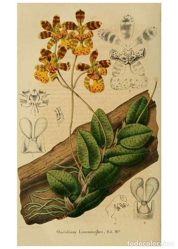 Colecionismo de Revistas e Jornais: Reproducci&oacute;n/Reproduction 49265278657: Belgique horticole.. Li&eacute;ge.. - Morren, Charles,