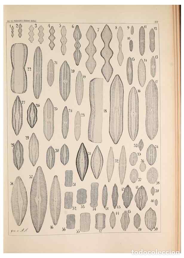 Colecionismo de Revistas e Jornais: Reproducci&oacute;n/Reproduction 49385592681: Atlas der Diatomaceen-Kunde /. Leipzig :O.R. Reisland,[1874-1