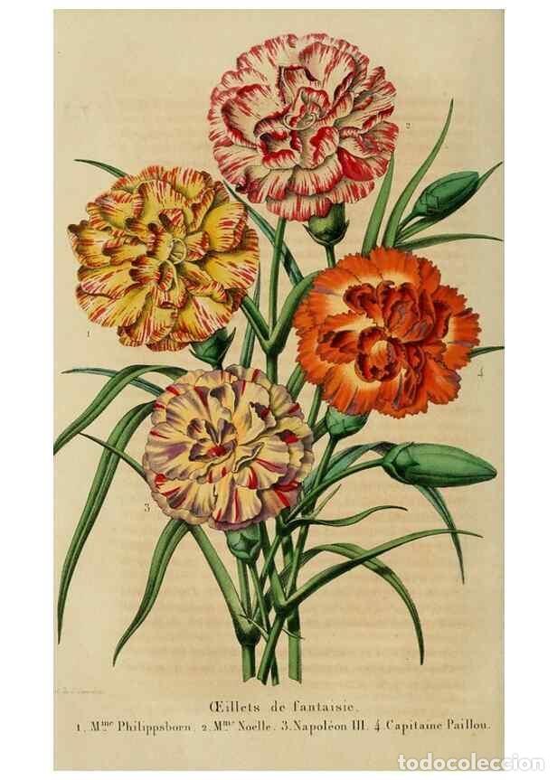 Colecionismo de Revistas e Jornais: Reproducci&oacute;n/Reproduction 49264618448: Belgique horticole.. Li&eacute;ge.. - Morren, Charles,