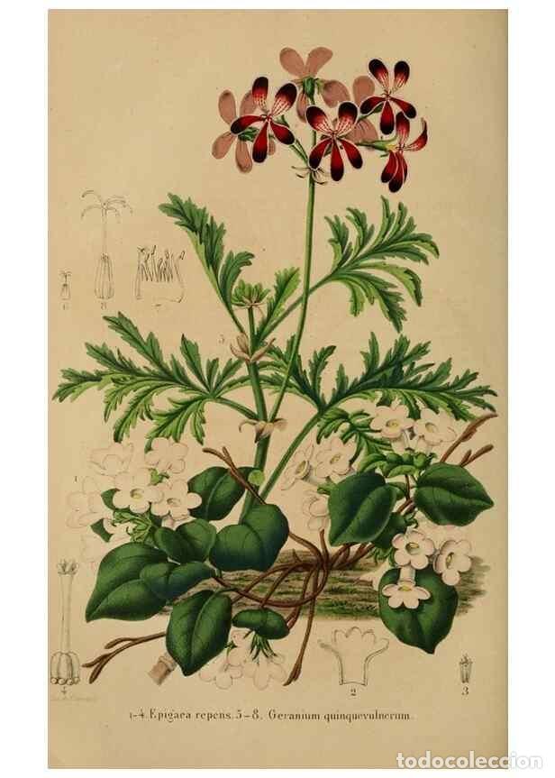 Colecionismo de Revistas e Jornais: Reproducci&oacute;n/Reproduction 49264288601: Belgique horticole.. Li&eacute;ge.. - Morren, Charles,