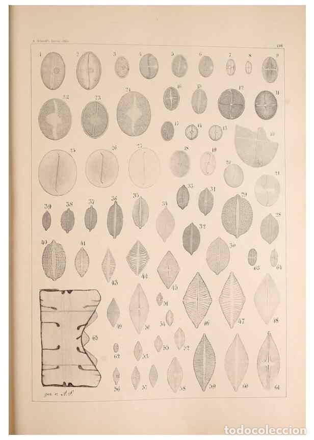 Colecionismo de Revistas e Jornais: Reproducci&oacute;n/Reproduction 49385786867: Atlas der Diatomaceen-Kunde /. Leipzig :O.R. Reisland,[1874-1