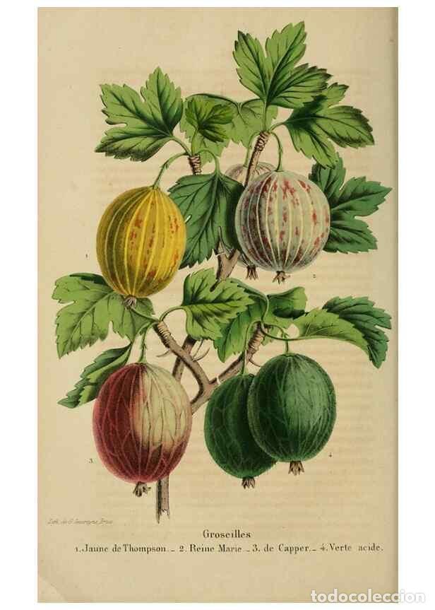 Collection Magazines and Newspapers: Reproducci&oacute;n/Reproduction 49263815563: Belgique horticole.. Li&eacute;ge.. - Morren, Charles,