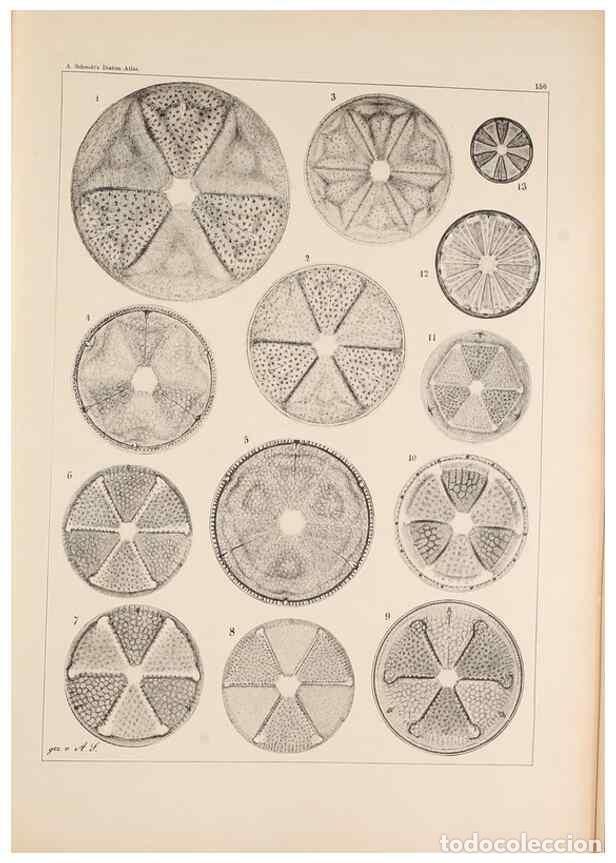 Collection Magazines and Newspapers: Reproducci&oacute;n/Reproduction 49385408338: Atlas der Diatomaceen-Kunde /. Leipzig :O.R. Reisland,[1874-1