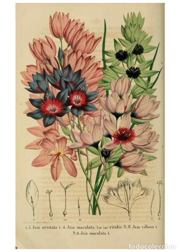 Collection Magazines and Newspapers: Reproducci&oacute;n/Reproduction 49264476157: Belgique horticole.. Li&eacute;ge.. - Morren, Charles,