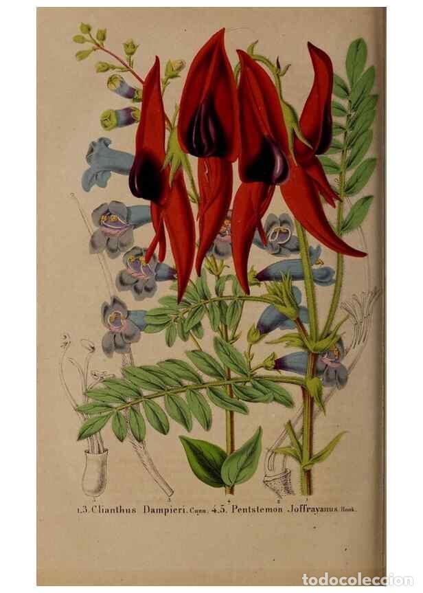 Collection Magazines and Newspapers: Reproducci&oacute;n/Reproduction 49264866612: Belgique horticole.. Li&eacute;ge.. - Morren, Charles,