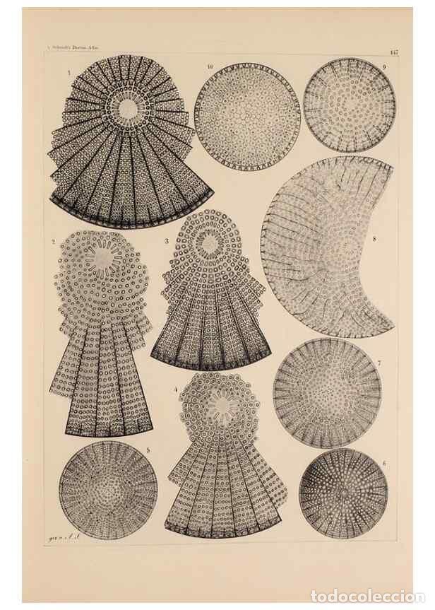 Collezionismo di Riviste e Giornali: Reproducci&oacute;n/Reproduction 49385404953: Atlas der Diatomaceen-Kunde /. Leipzig :O.R. Reisland,[1874-1