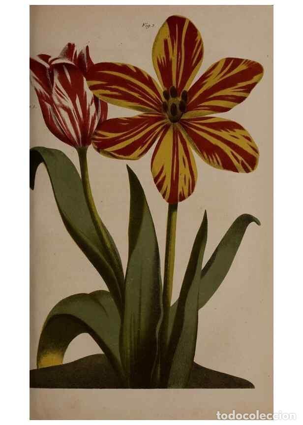 Collezionismo di Riviste e Giornali: Reproducci&oacute;n/Reproduction 49264669011: Belgique horticole.. Li&eacute;ge.. - Morren, Charles,