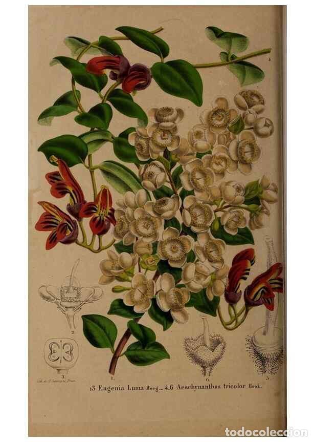 Collezionismo di Riviste e Giornali: Reproducci&oacute;n/Reproduction 49264208433: Belgique horticole.. Li&eacute;ge.. - Morren, Charles,