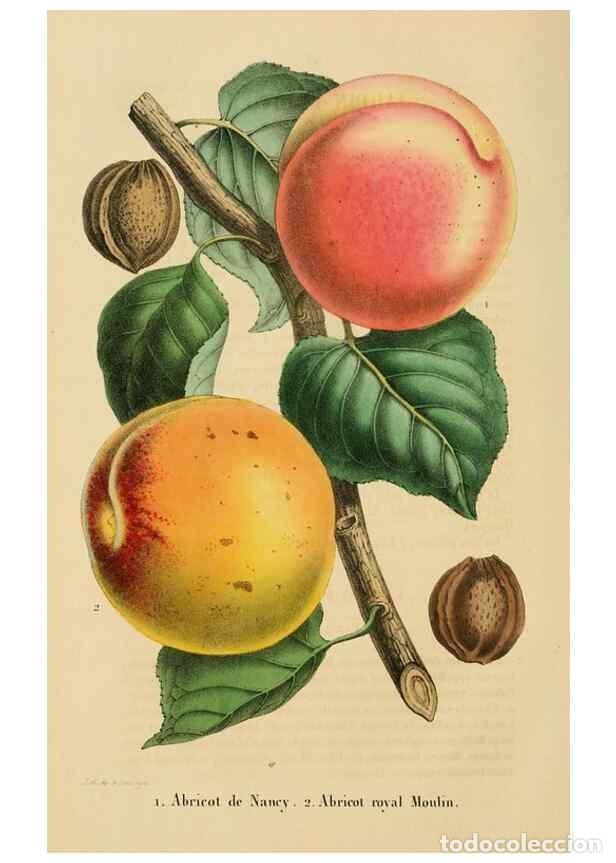 Collezionismo di Riviste e Giornali: Reproducci&oacute;n/Reproduction 49268977421: Belgique horticole.. Li&eacute;ge.. - Morren, Charles,