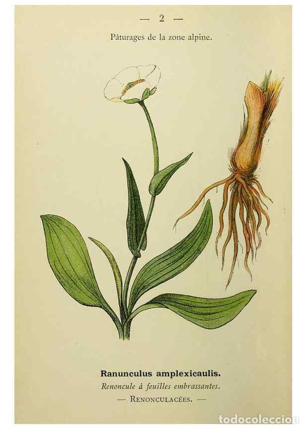 Collezionismo di Riviste e Giornali: Reproducci&oacute;n/Reproduction 49345601807: Nouvelle flore colori&eacute;e de poche des Alpes et des Pyr&eacute;n&eacute;es..