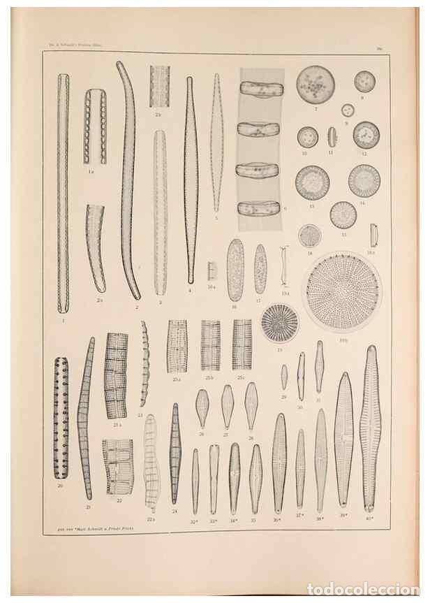 Collectionnisme de Revues et Journaux: Reproducci&oacute;n/Reproduction 49352427861: Atlas der Diatomaceen-Kunde /. Leipzig :O.R. Reisland,[1874-1
