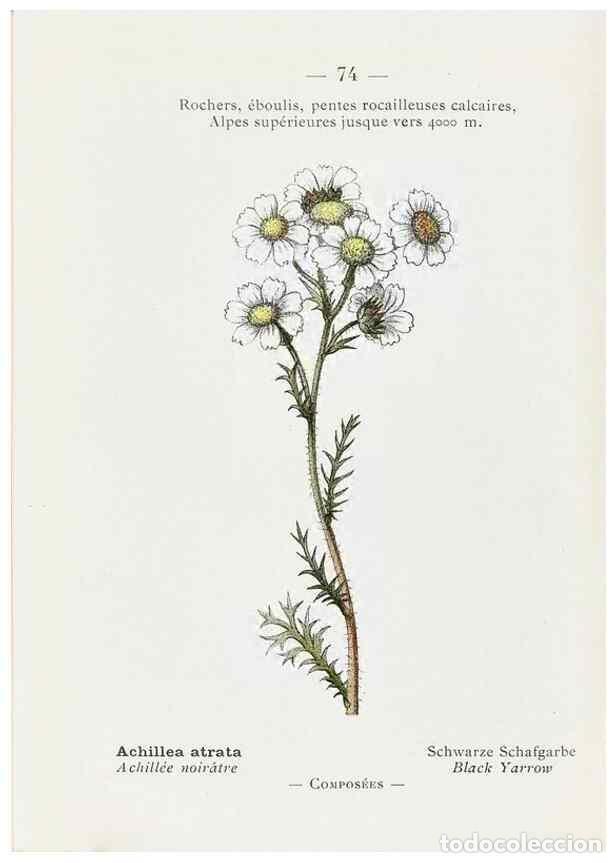 Collectionnisme de Revues et Journaux: Reproducci&oacute;n/Reproduction 49345076008: Nouvelle flore colori&eacute;e de poche des Alpes et des Pyr&eacute;n&eacute;es..