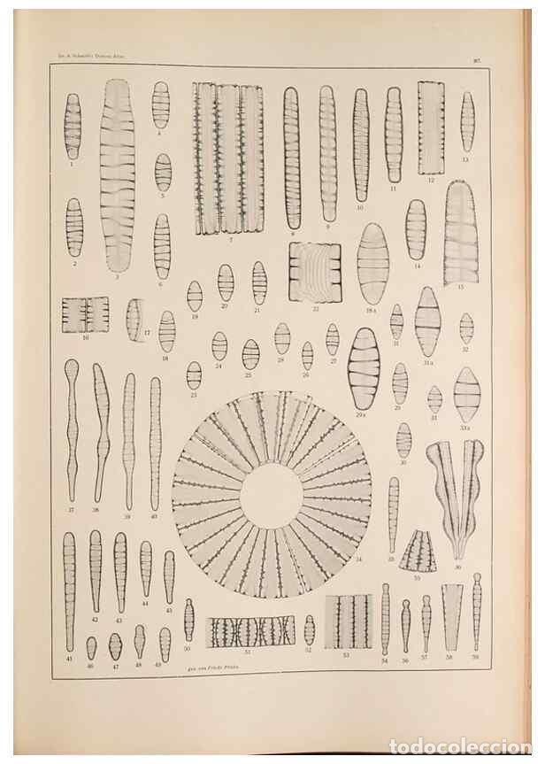 Collectionnisme de Revues et Journaux: Reproducci&oacute;n/Reproduction 49352634082: Atlas der Diatomaceen-Kunde /. Leipzig :O.R. Reisland,[1874-1