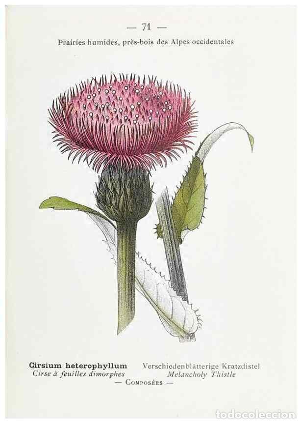 Collectionnisme de Revues et Journaux: Reproducci&oacute;n/Reproduction 49345074958: Nouvelle flore colori&eacute;e de poche des Alpes et des Pyr&eacute;n&eacute;es..