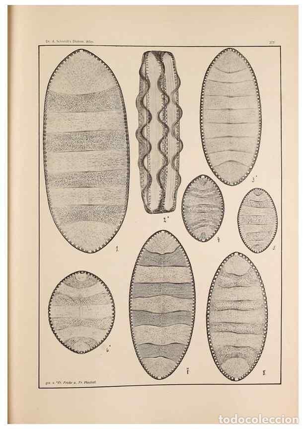 Collectionnisme de Revues et Journaux: Reproducci&oacute;n/Reproduction 49352637317: Atlas der Diatomaceen-Kunde /. Leipzig :O.R. Reisland,[1874-1
