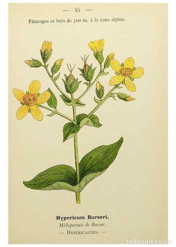 Collectionnisme de Revues et Journaux: Reproducci&oacute;n/Reproduction 49345404861: Nouvelle flore colori&eacute;e de poche des Alpes et des Pyr&eacute;n&eacute;es..