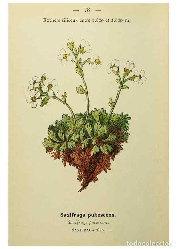 Collectionnisme de Revues et Journaux: Reproducci&oacute;n/Reproduction 49345638732: Nouvelle flore colori&eacute;e de poche des Alpes et des Pyr&eacute;n&eacute;es..