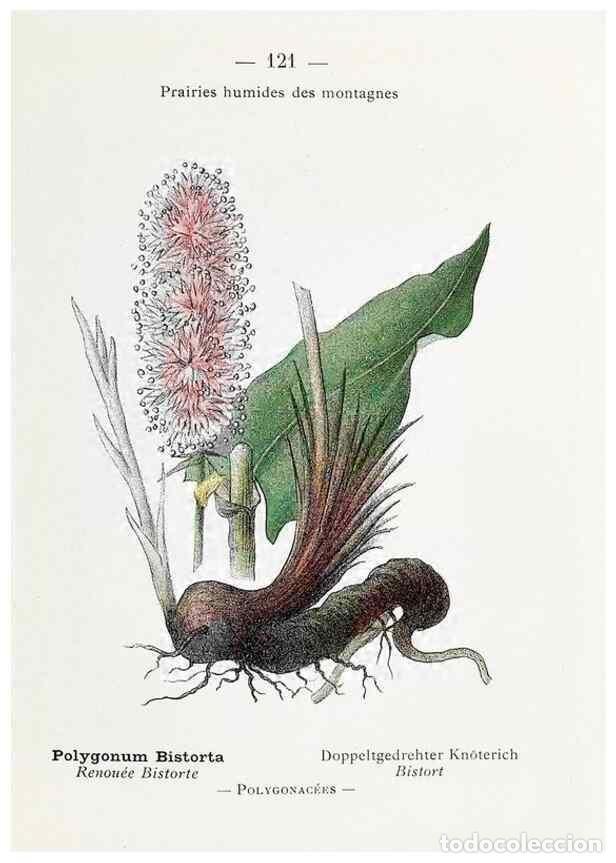 Collectionnisme de Revues et Journaux: Reproducci&oacute;n/Reproduction 49345559026: Nouvelle flore colori&eacute;e de poche des Alpes et des Pyr&eacute;n&eacute;es..